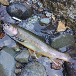 尺イワナ３本 ～九頭竜川水系～